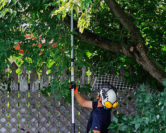 Tree Pruning Plan